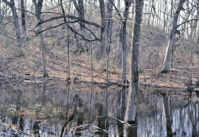 Ephemeral wetland in southeastern Wisconsin. Photo by Eric Epstein.