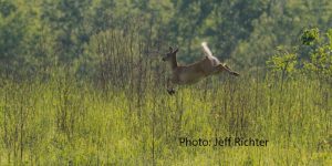 Deer in field