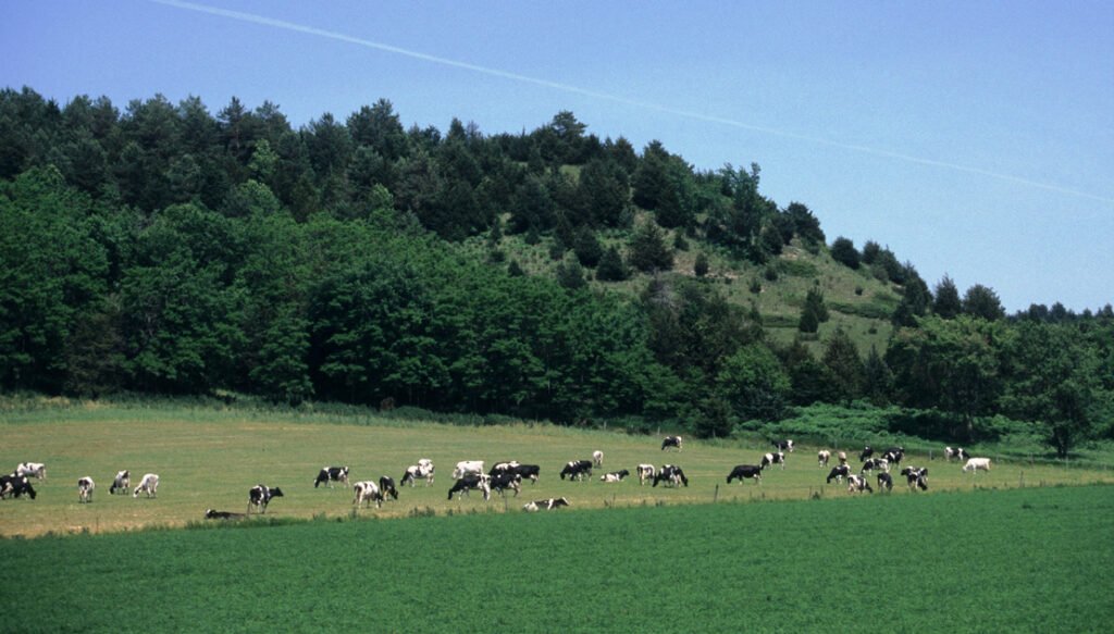 A shift toward rotational grazing lowers the carbon footprint of the system by reducing grain needed for livestock and increasing stored soil carbon. Photo credit: WDNR