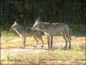 gray wolves in a grassy area