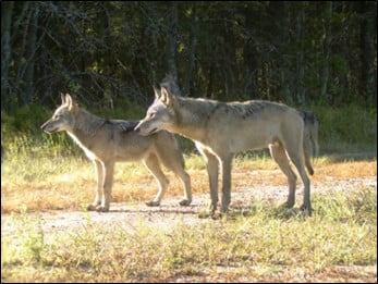 gray wolves in a grassy area