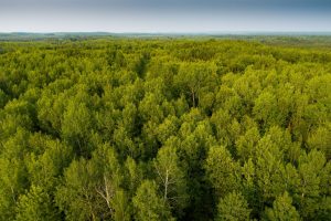 aerial view of trees in the Pelican River Forest with blue hills in the background