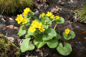yellow marsh marigold flowers in bloom with broad green leaves, water moss and fallen leaves in background