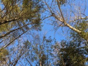 Looking up into blue skies through a canopy of white pines and paper birches