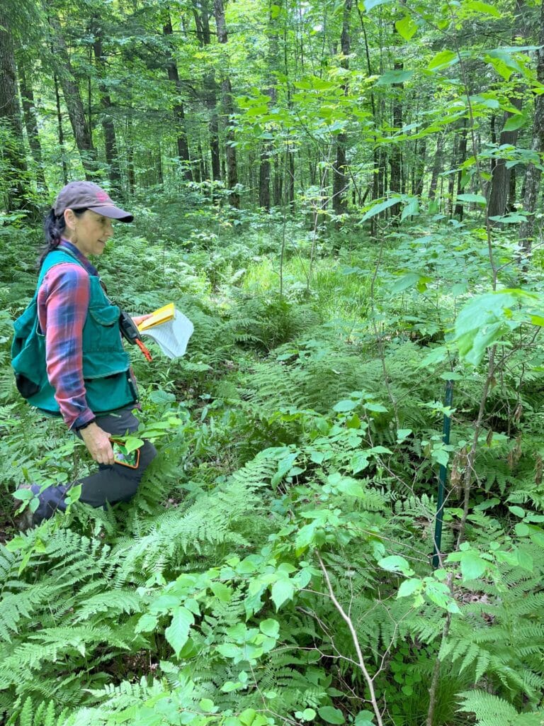 GLIFWC staff tour Bend deposit drilling site in June 2025 standing in an area of trees and ferns.