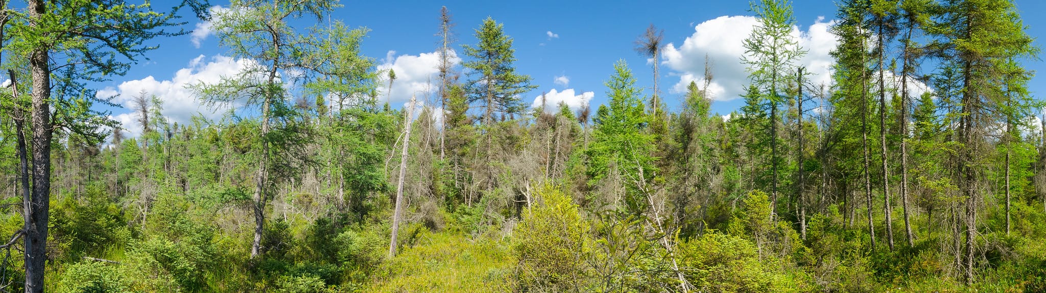 landscape of trees and understory in a northern Wisconsin swamp