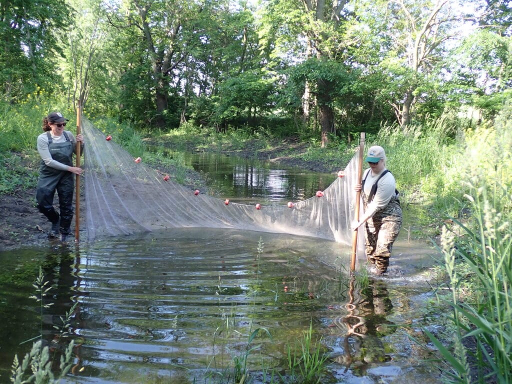 Fisheries science staff sample for fish in a stream surrounded by grass and trees