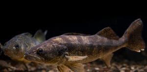 walleye fish swimming