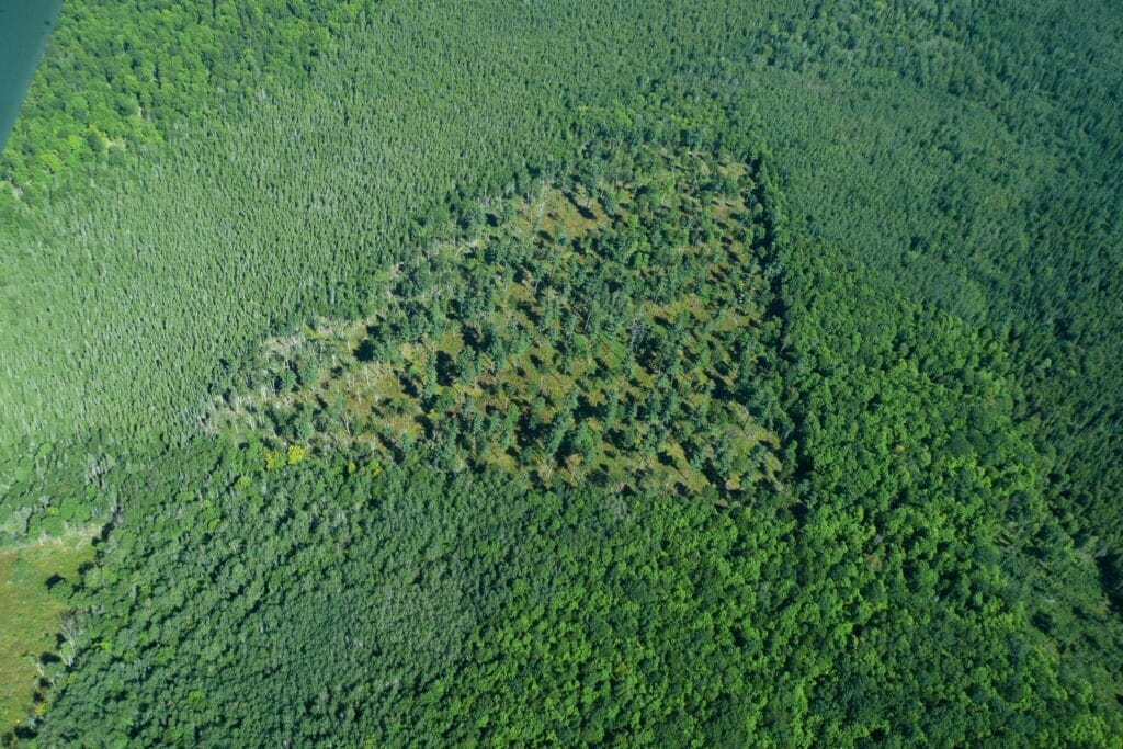 Old growth white pine shelterwood, Board of Commissioners of Public Land, 40 acres east of Upper Post Lake, Langlade County. Photo by Ron Eckstein.